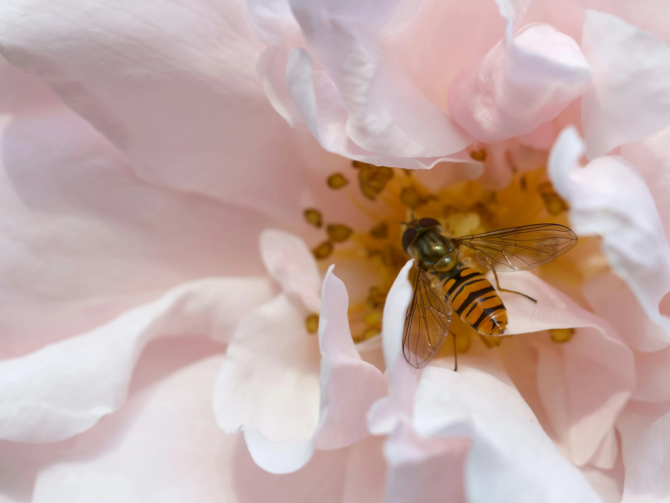 a bee sitting on top of a pink flower, inspired by Jane Nasmyth, pexels contest winner, renaissance, laying on roses, manuka, resin, flies