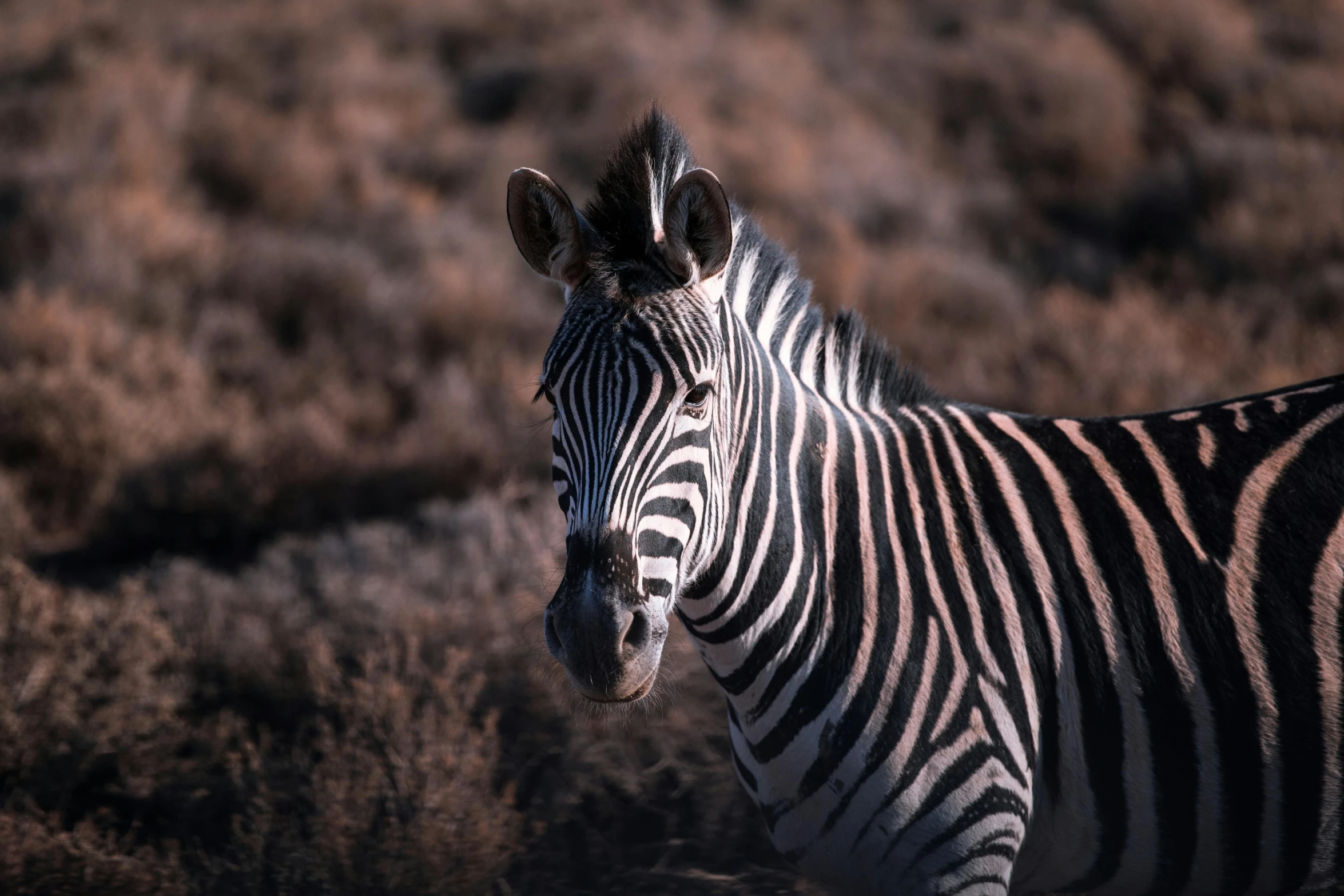 a close up of a zebra in a field, pexels contest winner, fan favorite, africa, with a white complexion, evening light