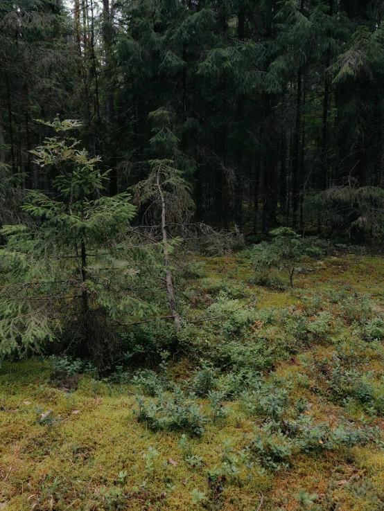 a forest filled with lots of green plants and trees, an album cover, by Jaakko Mattila, unsplash, land art, dried moss, low quality footage, slight overcast lighting, panorama view