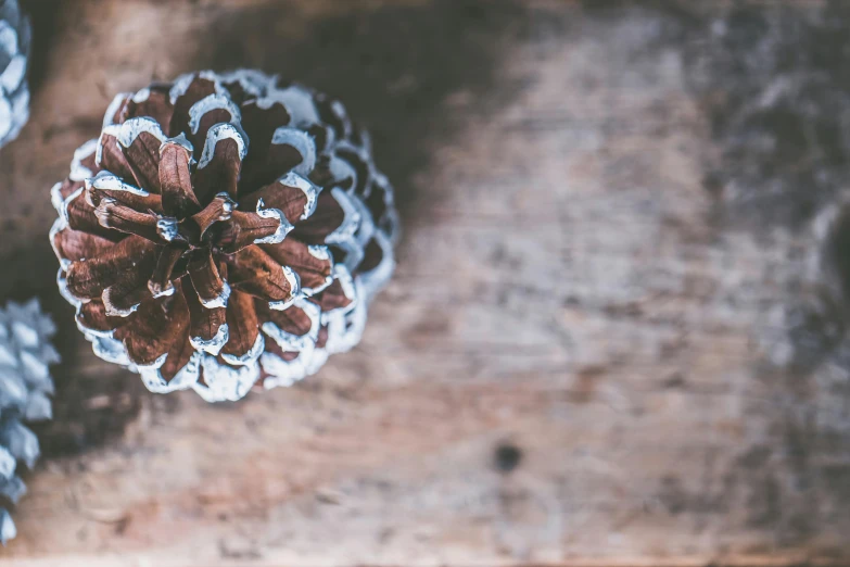 three pine cones sitting on top of a wooden table, trending on unsplash, background image, vintage photo, snowglobe, thumbnail