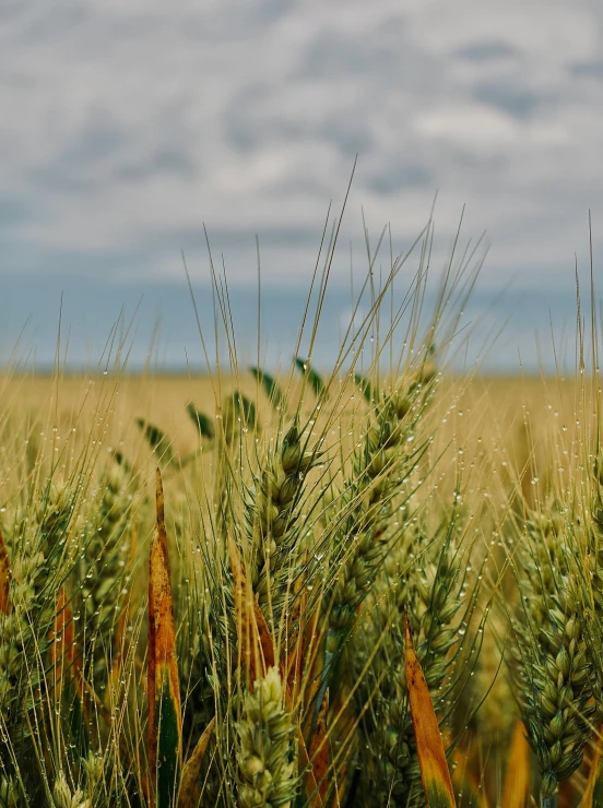 a field of wheat with a blue sky in the background, by Adam Marczyński, unsplash, overcast day, gold and green, wet climate, high quality product image”