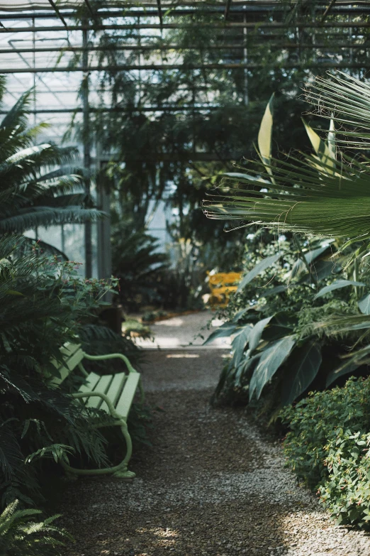 a garden filled with lots of green plants, unsplash contest winner, hallway landscape, slight overcast lighting, benches, in bloom greenhouse