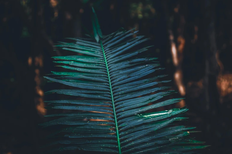 a green leaf in the middle of a forest, an album cover, inspired by Elsa Bleda, unsplash, hurufiyya, palm lines, carnal ) wet, “ iron bark, a wooden