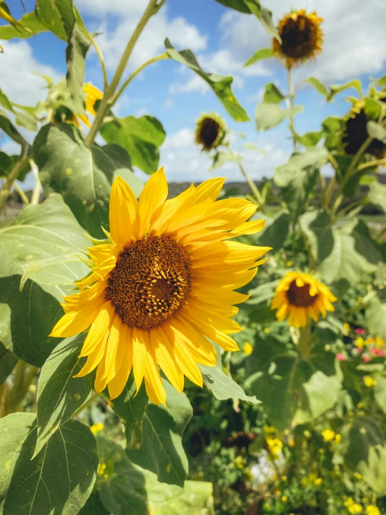 a field of sunflowers with a blue sky in the background, a picture, happening, overlooking, close - up photograph, yellow and green, grey