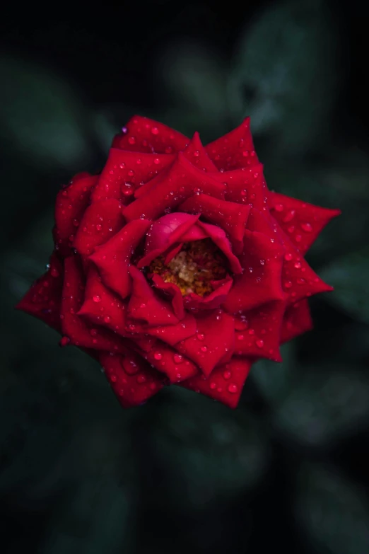 a red rose with water droplets on it, by Reuben Tam, pexels contest winner, paul barson, top down view, evening time, full bloom