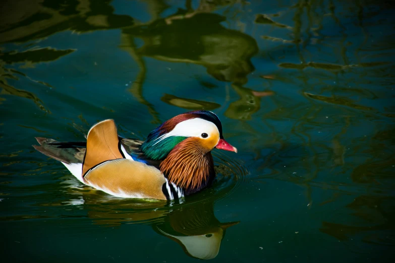 a duck floating on top of a body of water, pexels contest winner, baroque, youthful colours, highly polished, multi - coloured, half - length photo