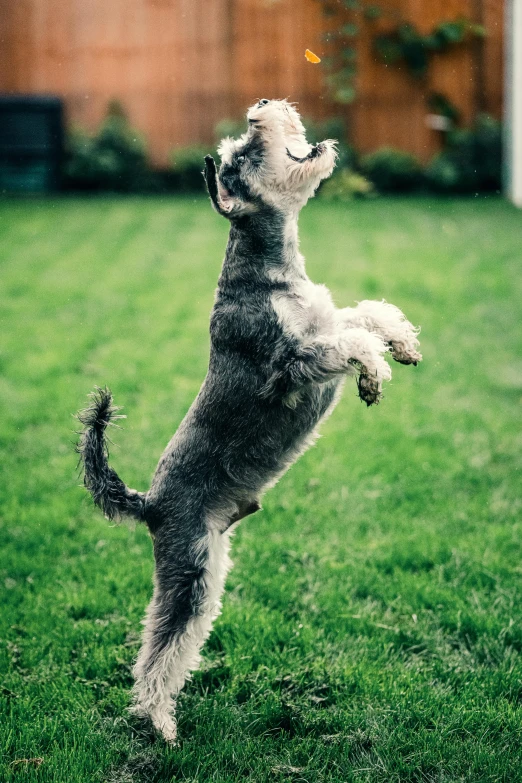 a dog jumping in the air to catch a frisbee, by Samuel Scott, pexels, arabesque, in the garden, grey, dancing a jig, standing on two legs