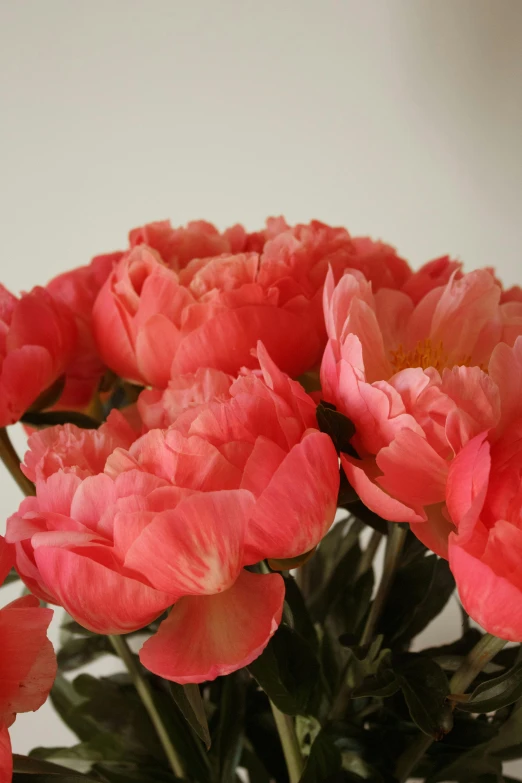 a vase filled with pink flowers on top of a table, coral red, close up details, peony flower, award winning