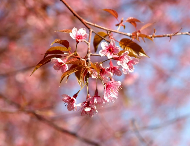 a close up of some pink flowers on a tree, trending on pixabay, red leaves, paul barson, sakura kinomoto, brown