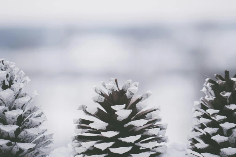 a group of pine cones sitting on top of a snow covered ground, pexels contest winner, minimalistic aesthetics, thumbnail, background image, three views