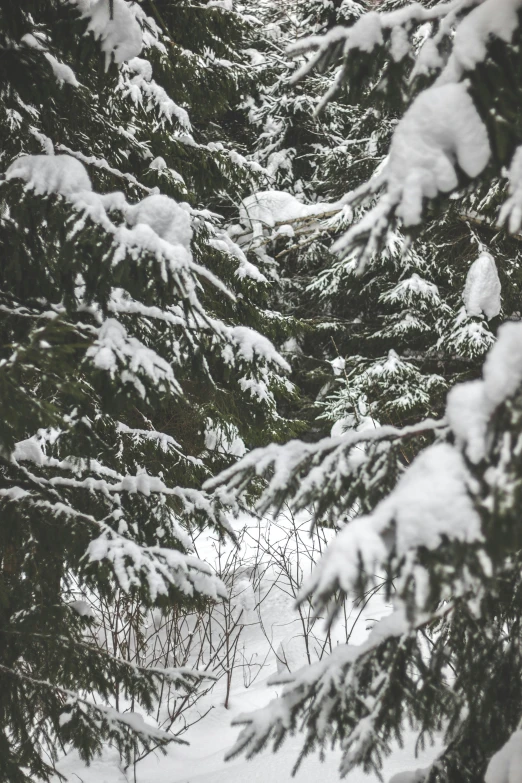 a man riding a snowboard down a snow covered slope, a photo, inspired by Elsa Bleda, pexels contest winner, visual art, lush evergreen forest, a cozy, grey, (3 are winter