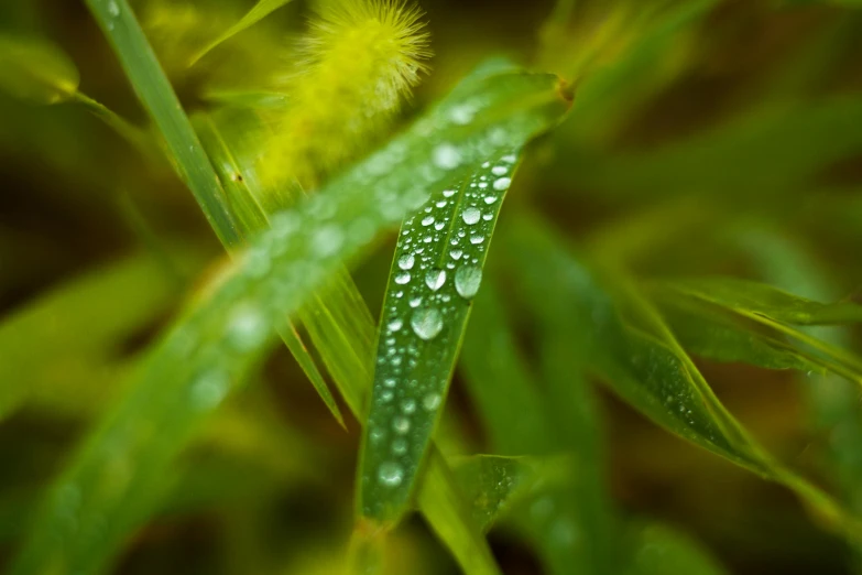 a close up of a plant with water droplets on it, by Jan Rustem, green meadow, avatar image