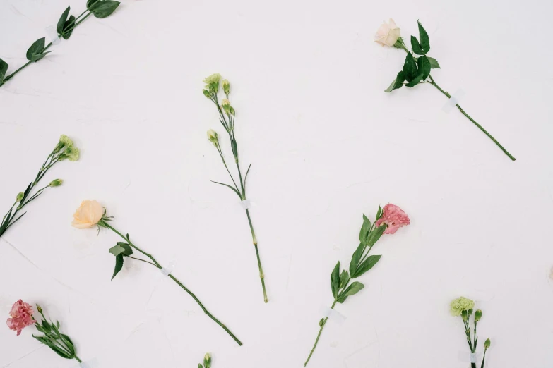 a bunch of flowers laying on top of a white surface, minimalism, background image, multiple stories, tiny sticks, minimalist wallpaper