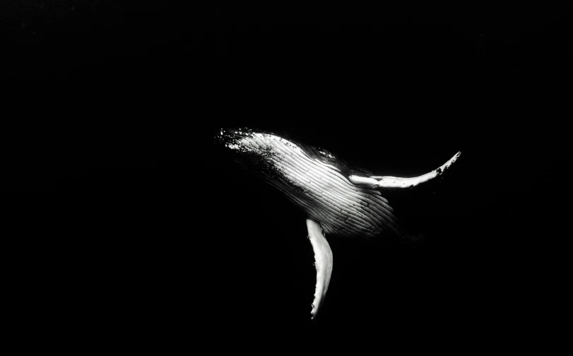 a black and white photo of a humpback whale, a black and white photo, by Daniel Gelon, hurufiyya, saatchi art, weightlessness, on deep black velvet, ffffound