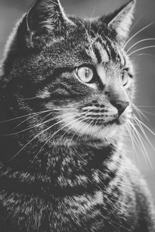 a black and white photo of a cat, by Felix-Kelly