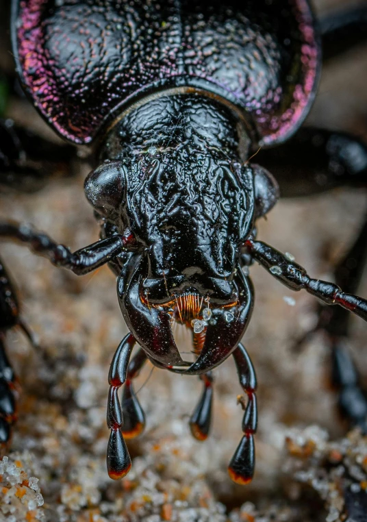 a close up of a beetle on a rock, a macro photograph, by Jesper Knudsen, closeup. mouth open, hyperdetailed colourful, avatar image, black