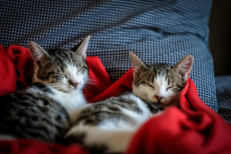 a couple of cats laying on top of a red blanket, by Julia Pishtar, pexels contest winner, curled up under the covers, adult pair of twins, casually dressed, red and white