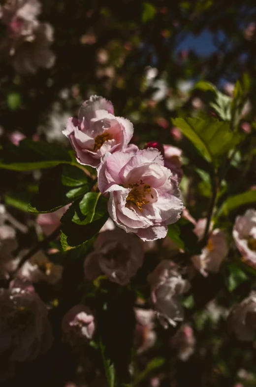 a bunch of pink flowers on a tree, inspired by Elsa Bleda, unsplash, hyperdetailed photo, rose garden, manuka, uncropped