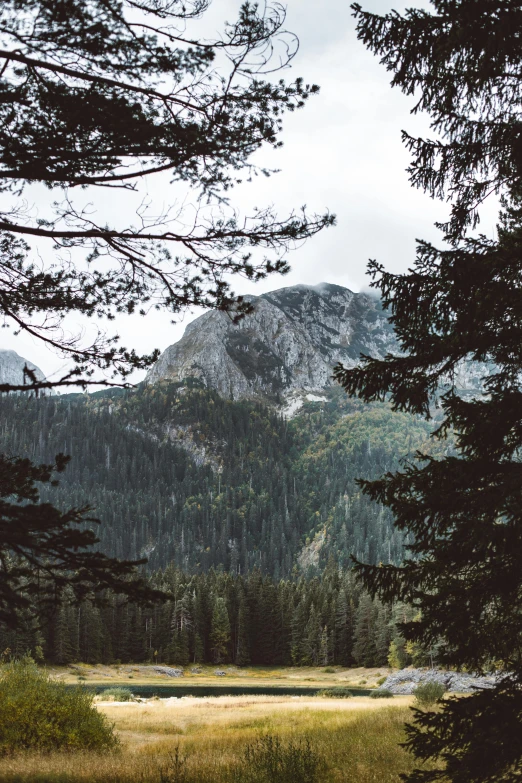 a field with trees and a mountain in the background, a picture, unsplash contest winner, baroque, grey forest background, the mountain is steep, head and shoulders view, slovakia
