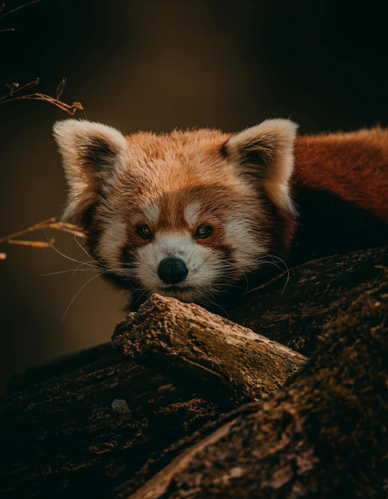 a red panda sitting on top of a tree branch, trending on pexels, an anthropomorphic fox, resting, small chin, alessio albi