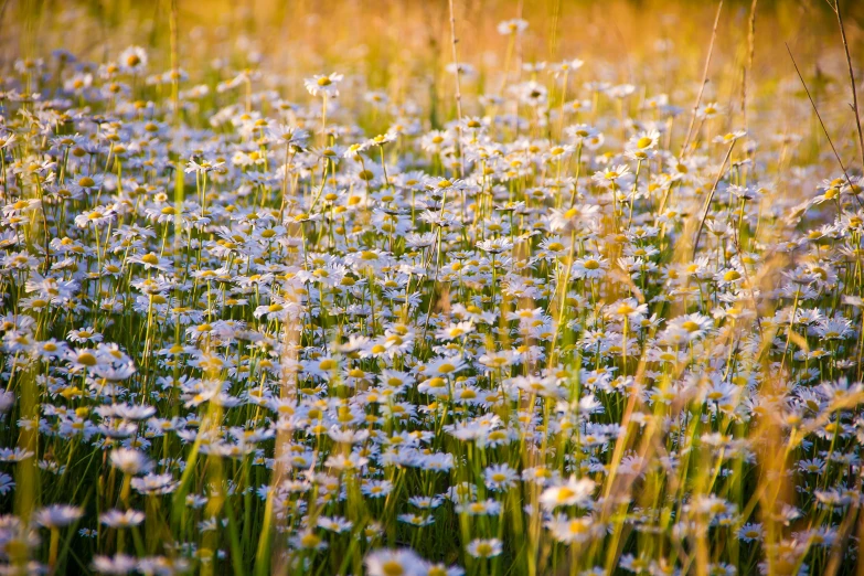 a field filled with lots of white flowers, a portrait, golden hour photo, idaho, john baer, daisy