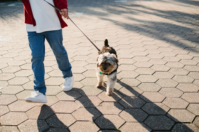 a person walking a small dog on a leash, trending on pexels, visual art, rectangle, australian, thumbnail, paved