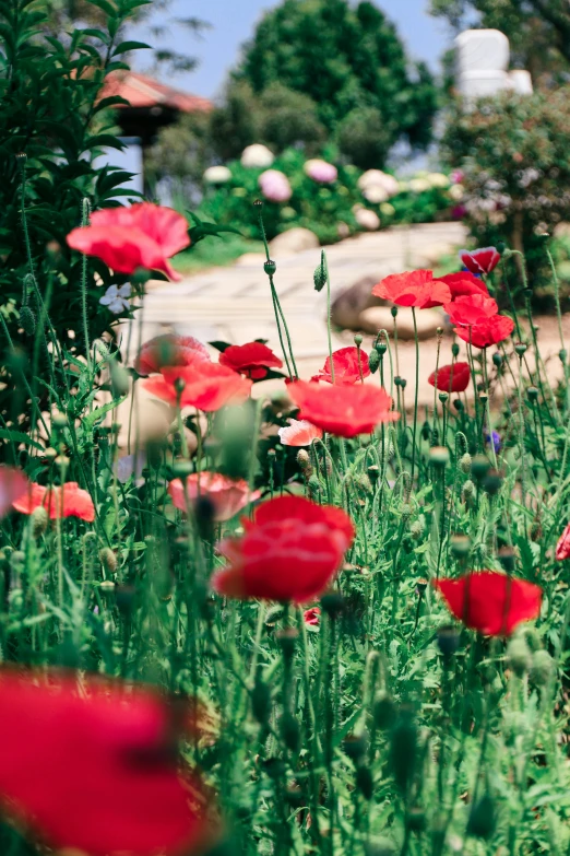 a garden filled with lots of red flowers, unsplash, visual art, lawn, mediterranean, anemone, slide show