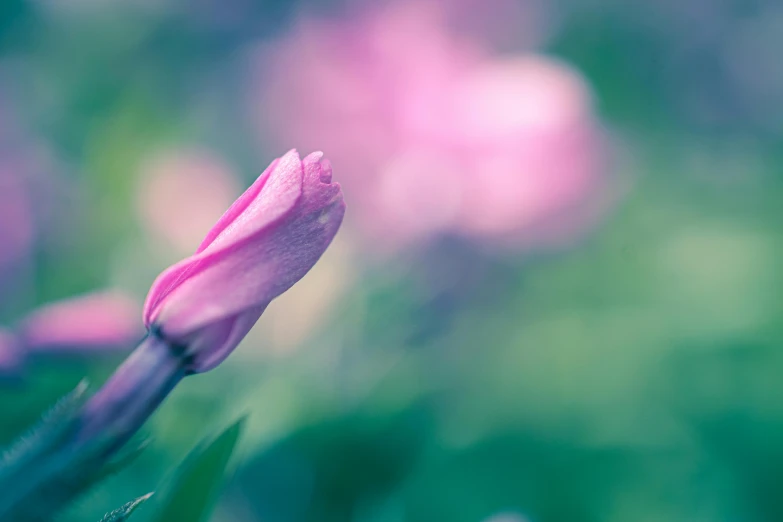 a pink flower sitting on top of a lush green field, a macro photograph, by Eglon van der Neer, unsplash, flower buds, magnolia, blurred, today\'s featured photograph 4k