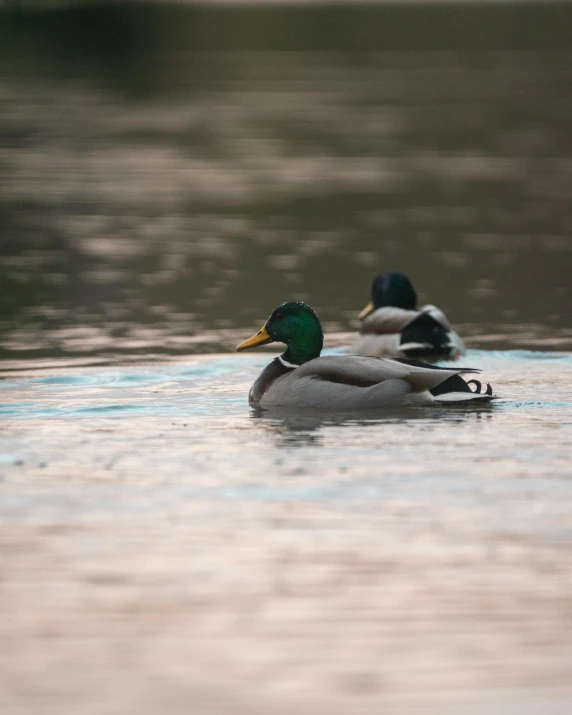 a couple of ducks floating on top of a lake, by Jan Tengnagel, unsplash contest winner, hurufiyya, lgbtq, 8 0 mm photo, captured in low light, mid-shot of a hunky