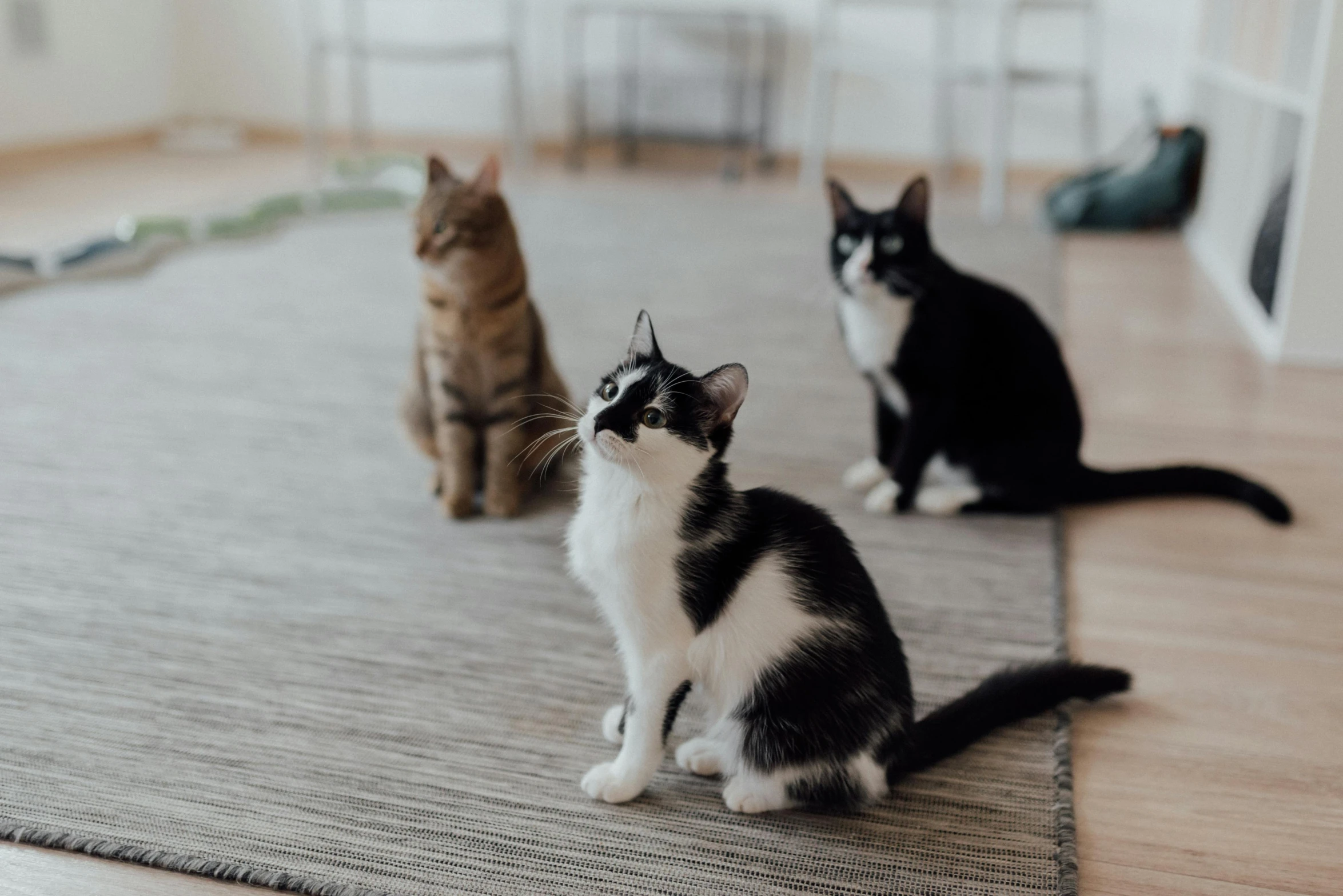 three cats sitting on a rug in a living room, unsplash, looking to his left, server in the middle, in formation, black-and-white