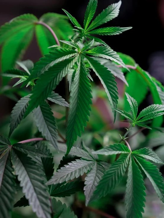 a close up of a plant with green leaves, with green cannabis leaves, profile image