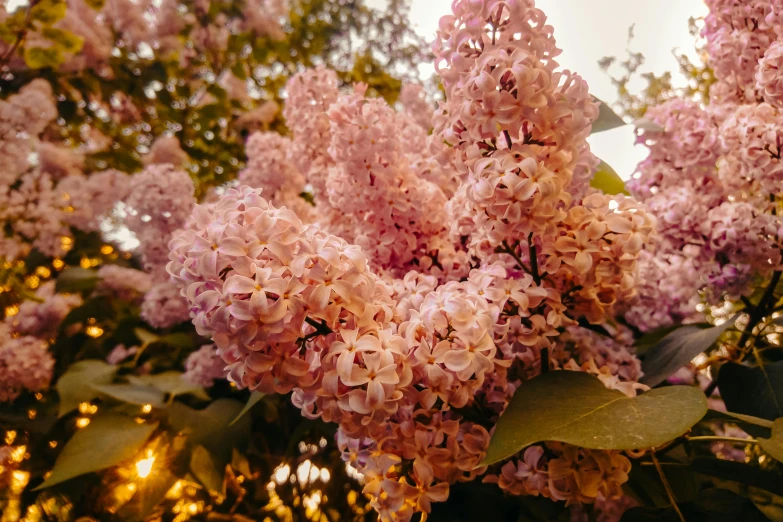 a close up of a bunch of flowers on a tree, unsplash, lilac bushes, beatifully lit, faded pink, instagram photo