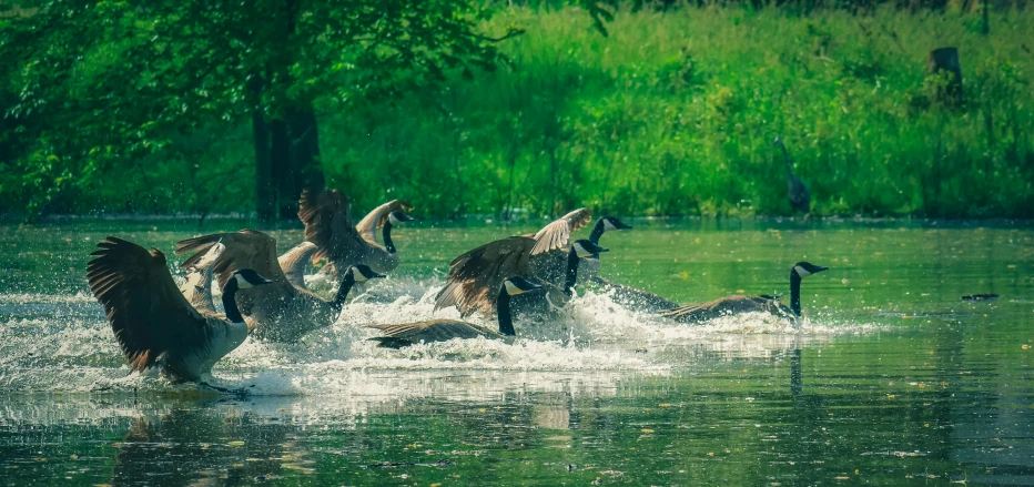 a bunch of birds that are in the water, pexels contest winner, hurufiyya, hunting, lush nature, fine dining, thumbnail