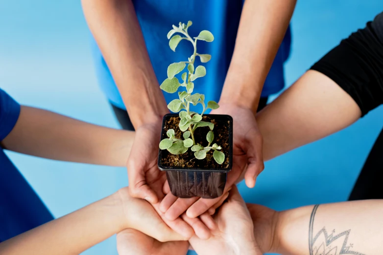 a group of people holding a plant in their hands, by Julia Pishtar, unsplash, process art, manuka, schools, blue print, planters