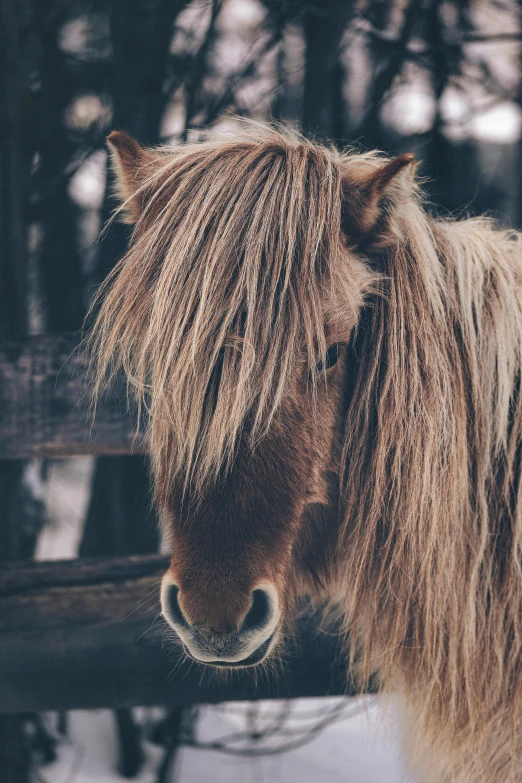 a brown horse standing next to a wooden fence, by Jesper Knudsen, trending on unsplash, fluffy mane, hair texture, a cold, vintage photo