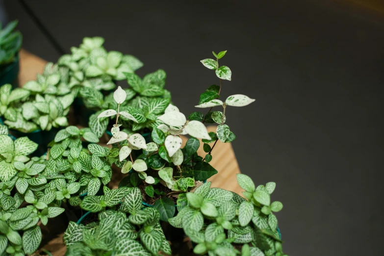 a close up of a potted plant on a table, a macro photograph, inspired by Elsa Bleda, trending on unsplash, photorealism, peppermint motif, overgrown ivy plants, full of silver layers, high - angle view