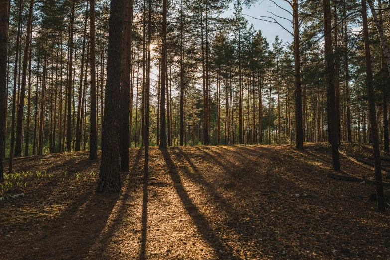 the sun shines through the trees in a forest, by Jesper Knudsen, unsplash contest winner, land art, sparse pine forest long shadows, late summer evening, ((forest))