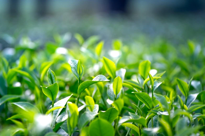 a bunch of green leaves sitting on top of a lush green field, a macro photograph, pexels, photorealism, tea, great quality, hedge, print ready