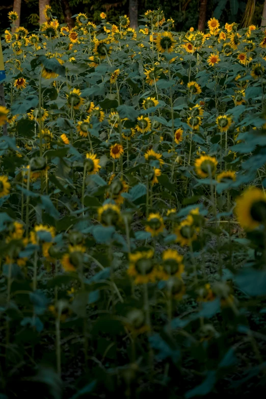 a field of sunflowers with trees in the background, a picture, inspired by Elsa Bleda, renaissance, photographed for reuters, dark flowers, low lighting, album