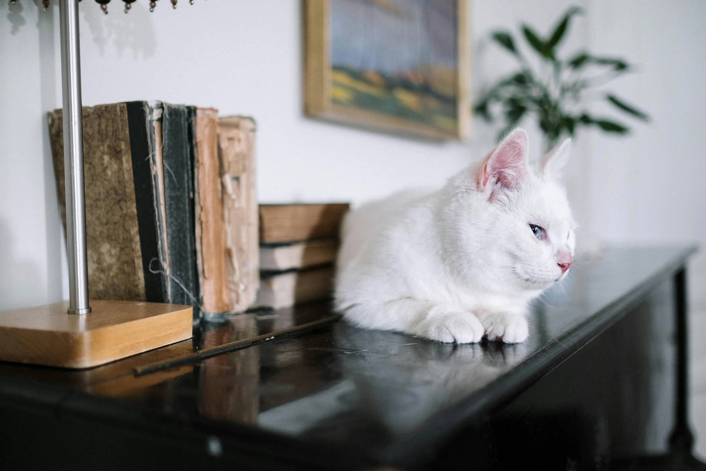 a white cat sitting on top of a wooden table, by Julia Pishtar, pexels contest winner, pianist, wooden desks with books, white and black color palette, french provincial furniture