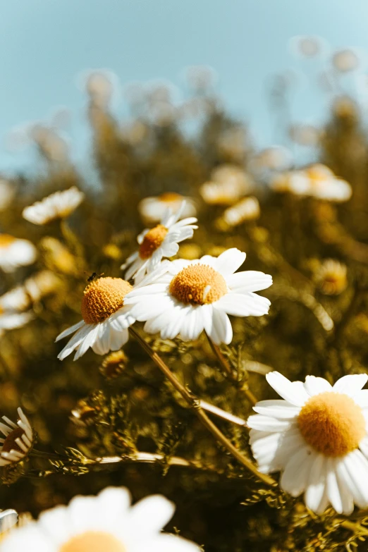 a field of daisies with a blue sky in the background, golden hues, white and yellow scheme, botanicals, instagram post