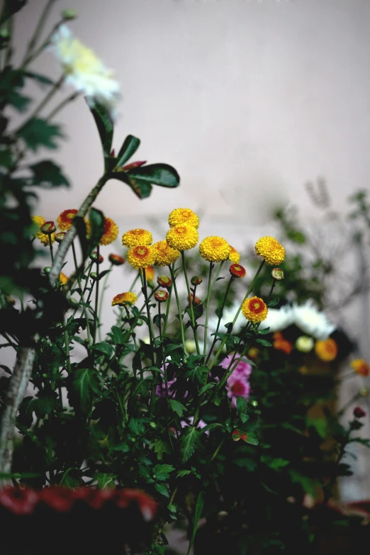 a bunch of flowers sitting on top of a table, an album cover, unsplash, garden, yellows and reddish black, low quality photo, color image