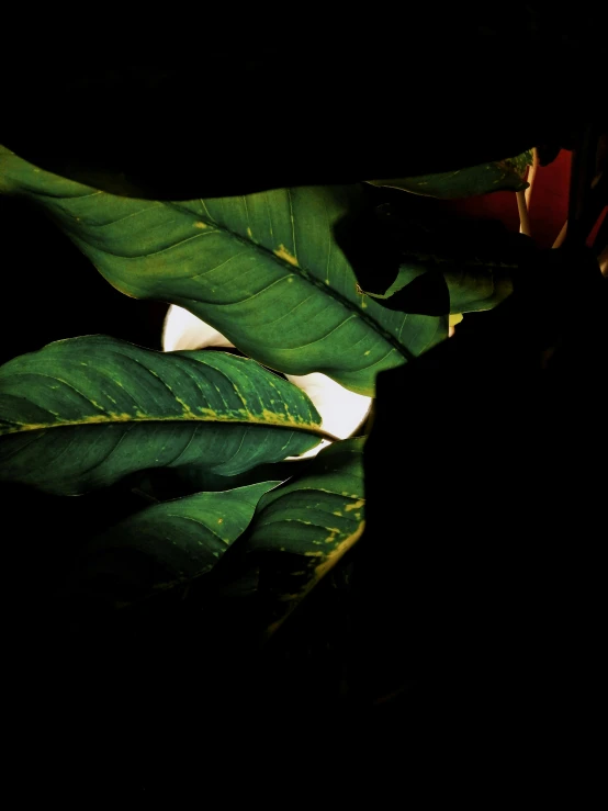 a cat sitting next to a potted plant in the dark, an album cover, unsplash, hurufiyya, big leaves, profile image, jamaican colors, ignant