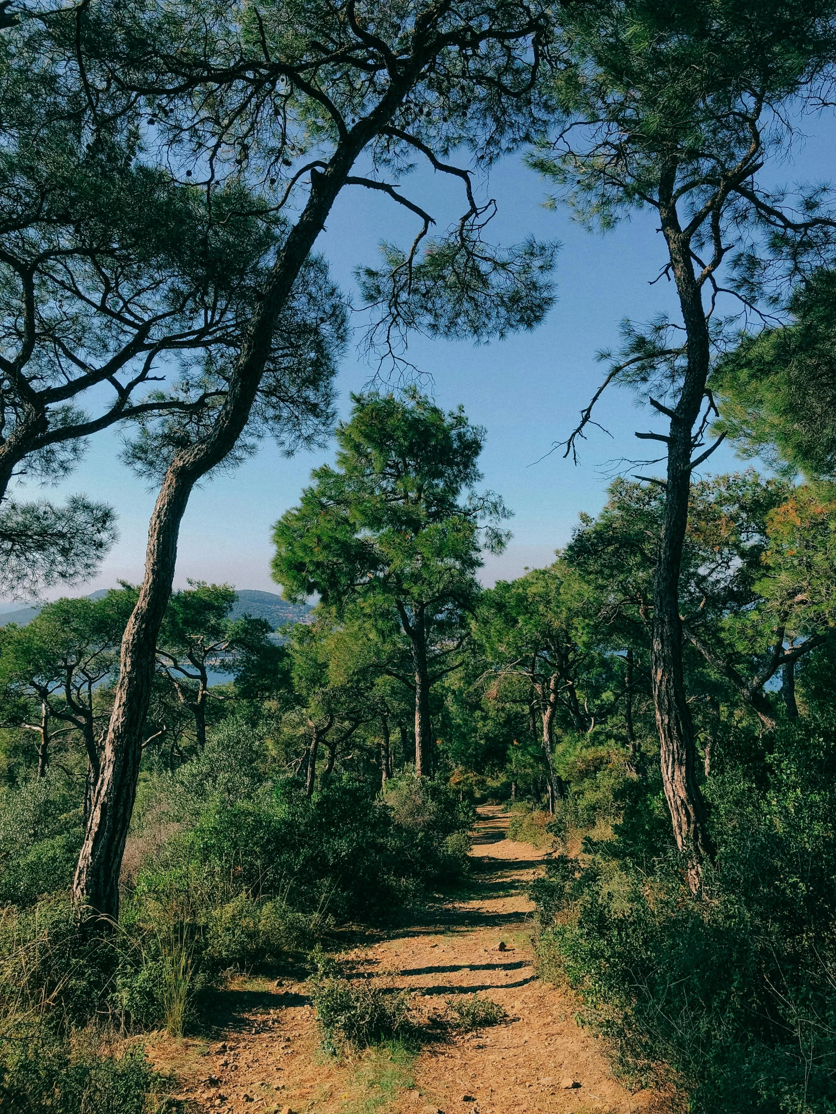 a dirt path surrounded by trees on a sunny day, les nabis, maritime pine, overlooking, ((trees)), conde nast traveler photo