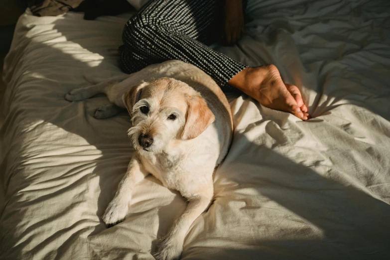 a person laying on a bed with a dog, trending on pexels, visual art, australian, sunbeam, jack russel dog, wrinkles