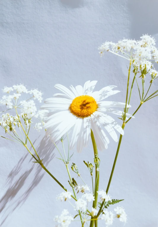 a close up of a flower in a vase, an album cover, chamomile, profile image, bright white light, whitebangs