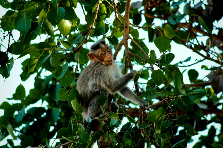 a monkey that is sitting in a tree, by Peter Churcher, unsplash, fan favorite, indian forest, costa blanca, kodak photo