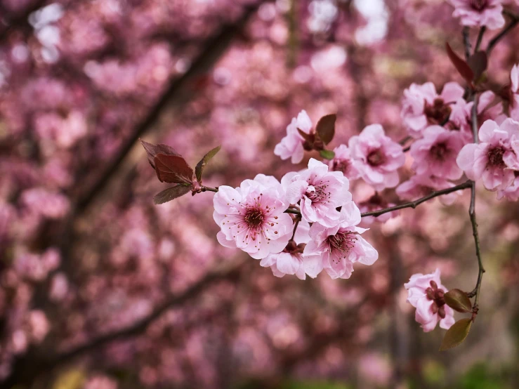 a close up of some pink flowers on a tree, by Niko Henrichon, trending on unsplash, 2 5 6 x 2 5 6 pixels, sakura, paul barson, various posed