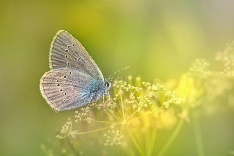 a close up of a butterfly on a flower, by Eglon van der Neer, mikko lagerstedt, small, grey, hay
