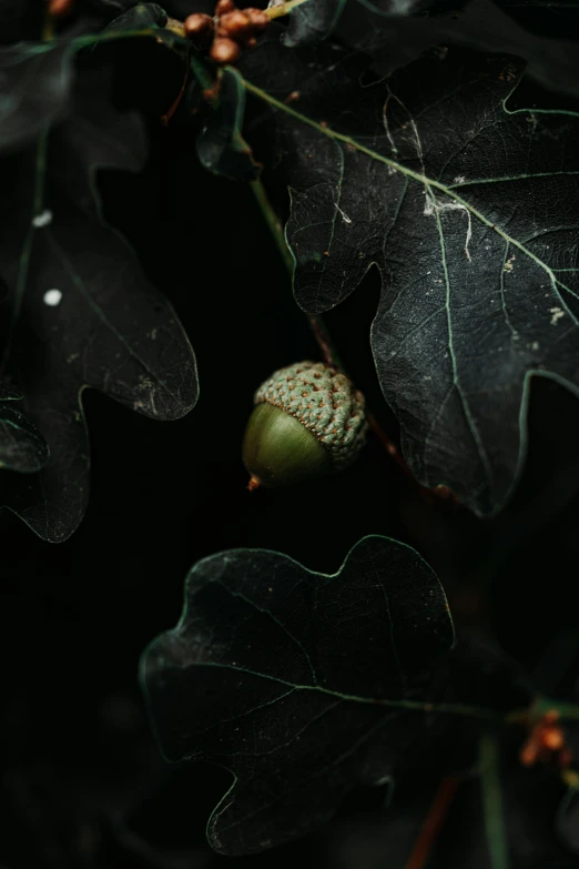 a close up of an acorn on a tree, an album cover, inspired by Elsa Bleda, trending on pexels, renaissance, night in a dark forest, ignant, oaks, fig leaves